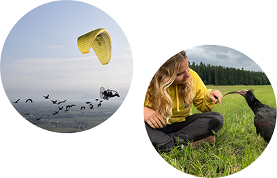 Südwärts - Die gefährliche Reiese der Waldrappe